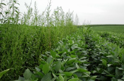 Waterhemp in soybean field